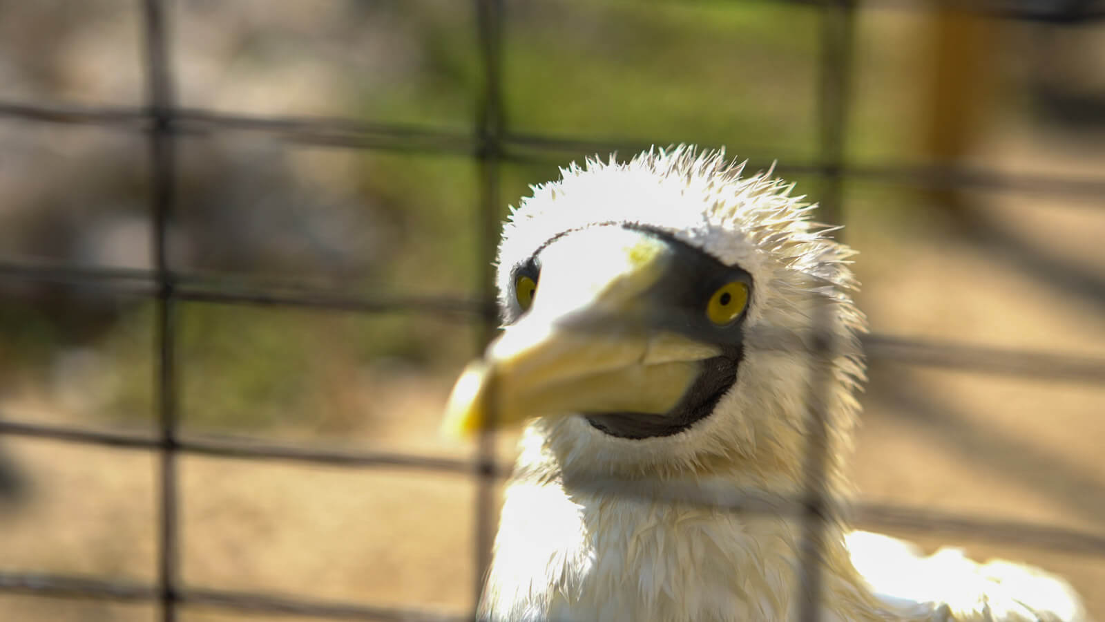 Florida Keys Bird Sanctuary Booby