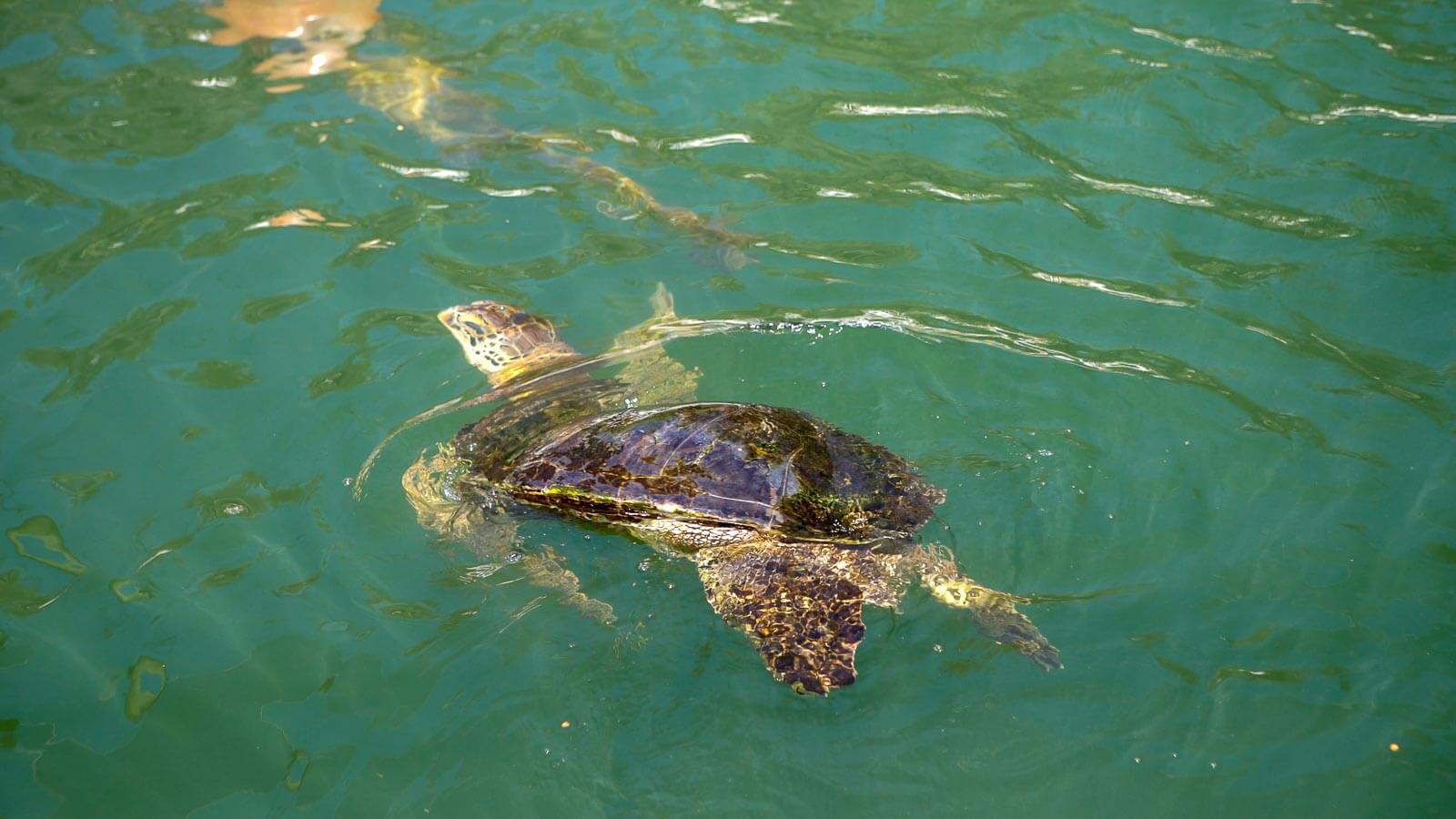 A turtle with Bubble Butt at the turtle hospital in Marathon Florida