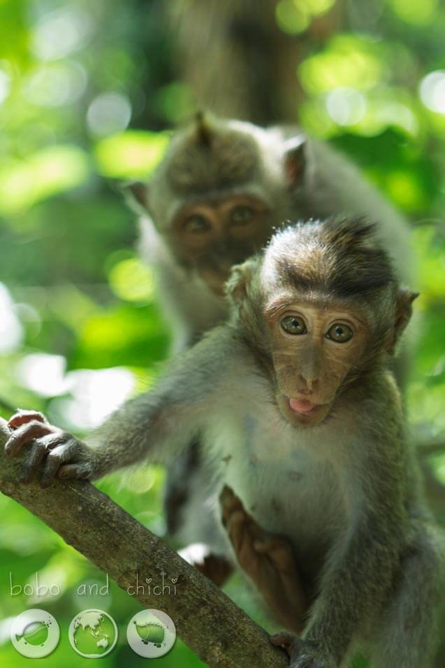 Sacred Monkey Forest in Ubud