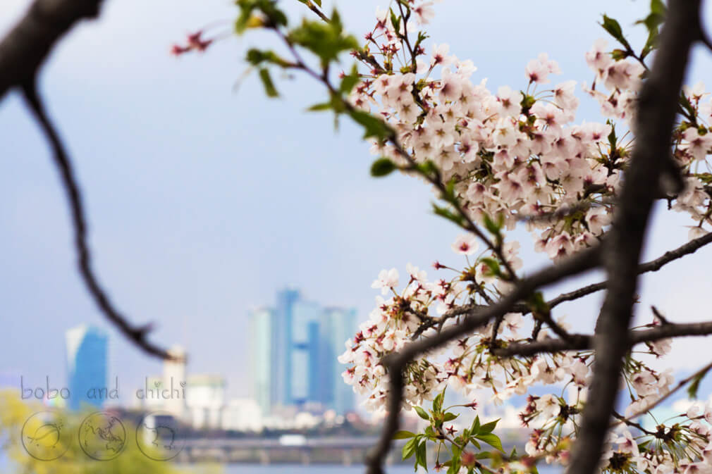 Yeouido Cherry Blossom Festival