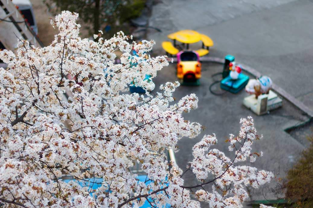 Yongma Land Cherry Blossoms