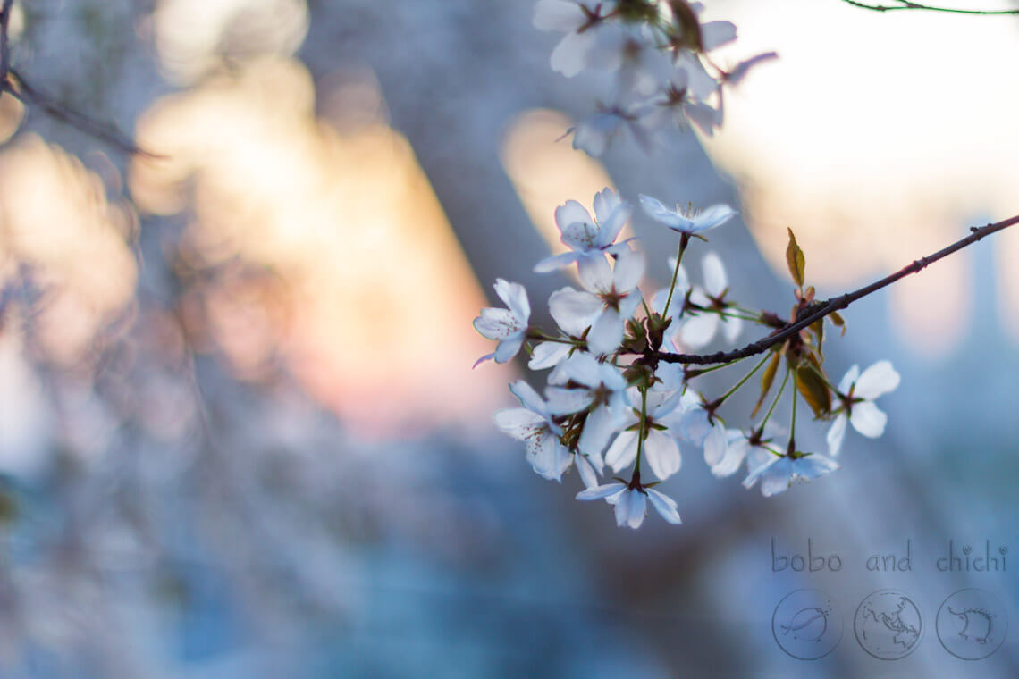 Yongma Land Cherry Blossoms