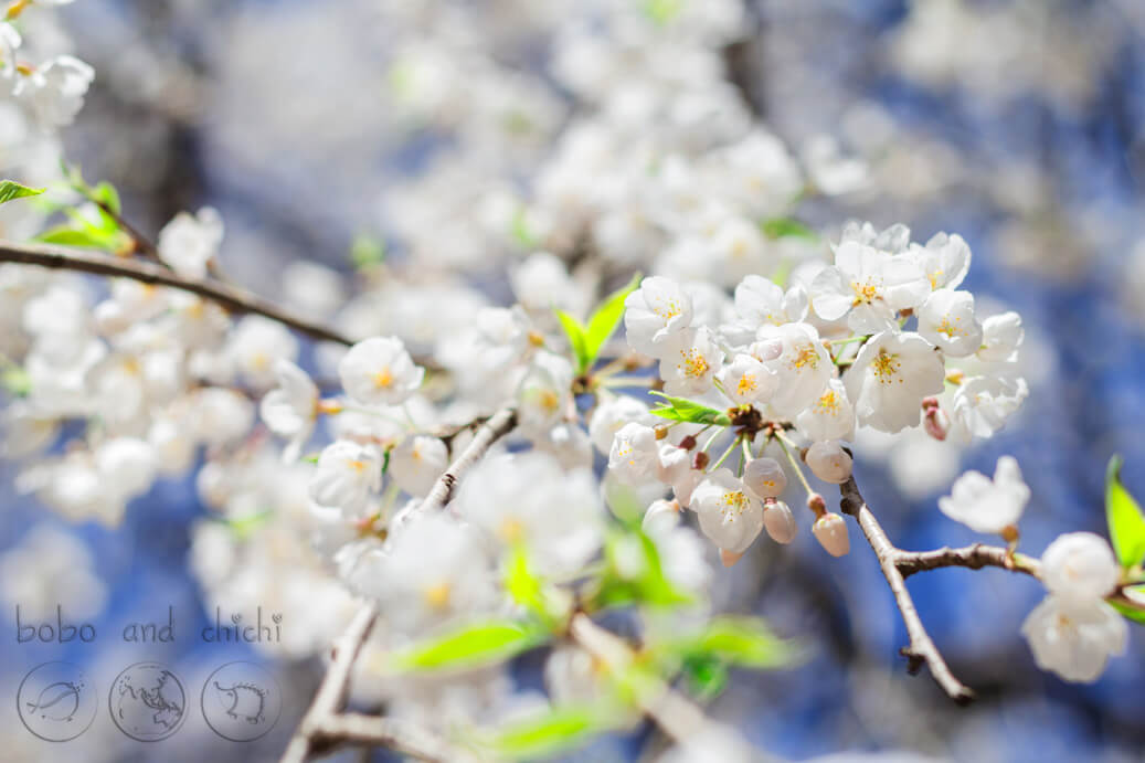 Nami Island cherry blossoms