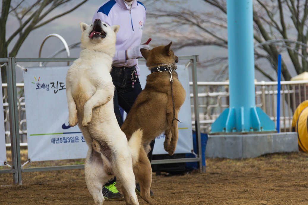 Jindo Dog Dancing