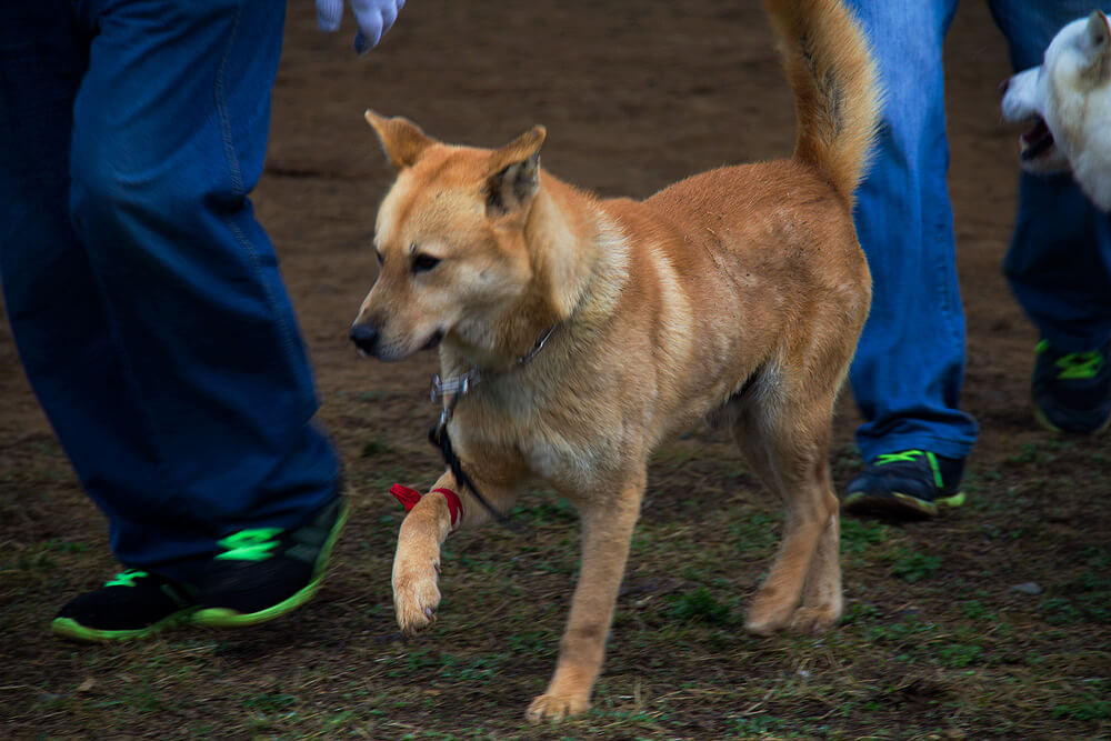 Jindo Dog with Leg Brace