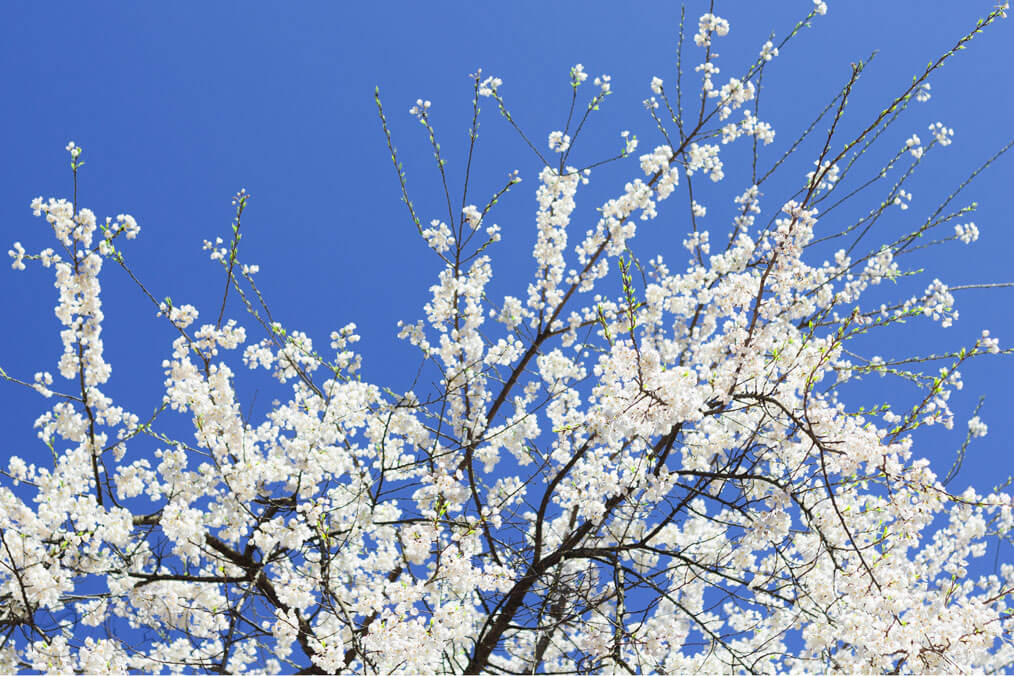 Nami Island Cherry Blossoms