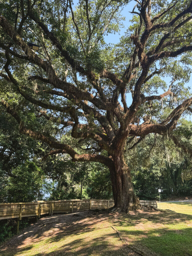 giant-live-oak-tree-at-May-Day-Park-in-Daphne-Alabama