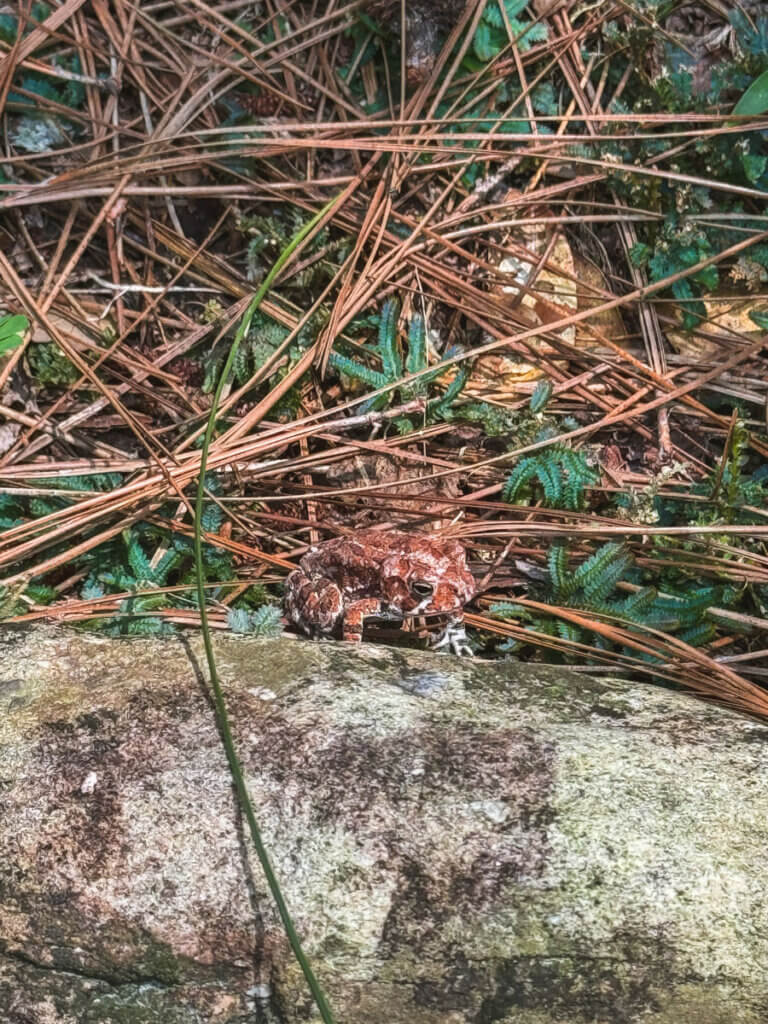 tiny-frog-spotted-at-Mobile-Botanical-Gardens-in-Mobile-Alabama