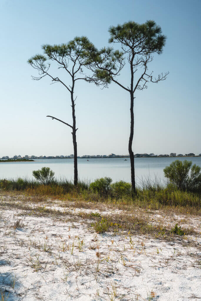 views along the Jeff Friend Trail in Bon Secour National Wildlife Refuge in Alabama