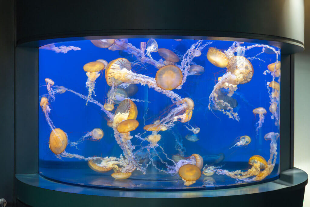 Jellyfish exhibit at the Aquarium of the Pacific in Long Beach