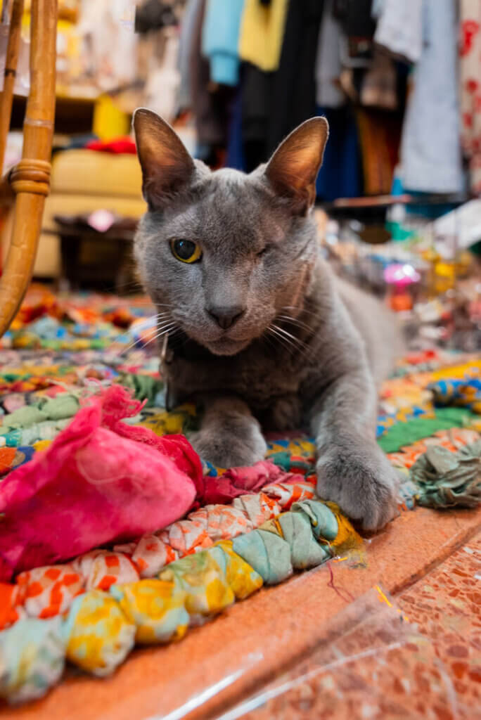 Likho the shop cat at Long Beach vintage