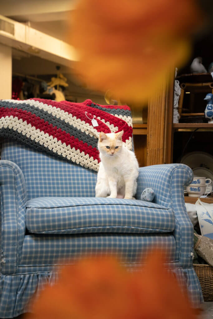 Stella the cat at Ardmore Emporium Chickasaw Country Oklahoma