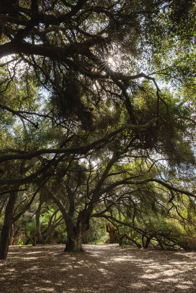 beautiful trail in El Dorado Nature Center in Long Beach California