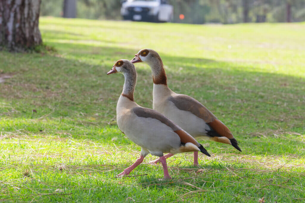 geese in El Dorado Park in Long Beach California