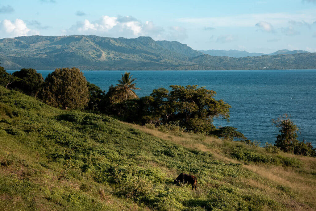 cow and dramatic view of Viti Levu in Fiji