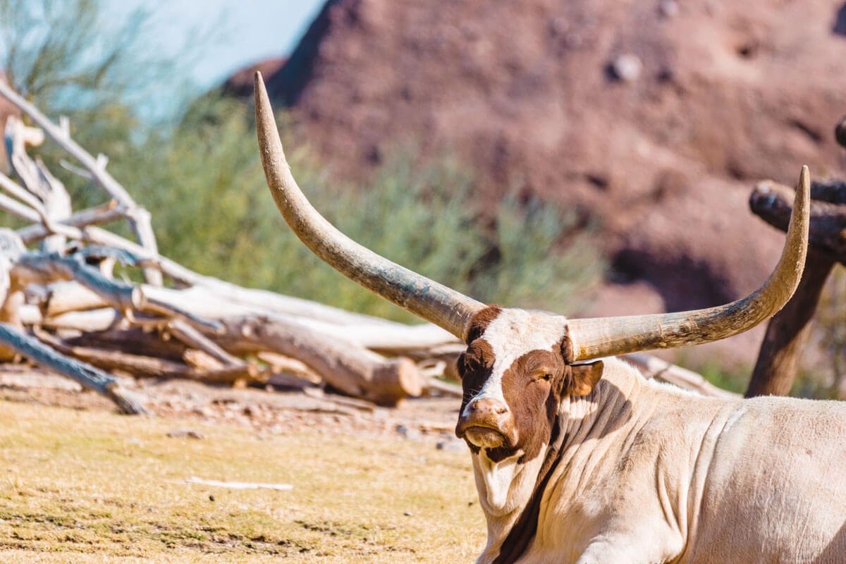 A-Watusi-Bull-at-the-Phoenix-Zoo-in-Arizona