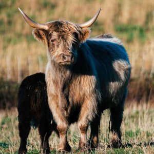 A hairy coo in Nova Scotia cow