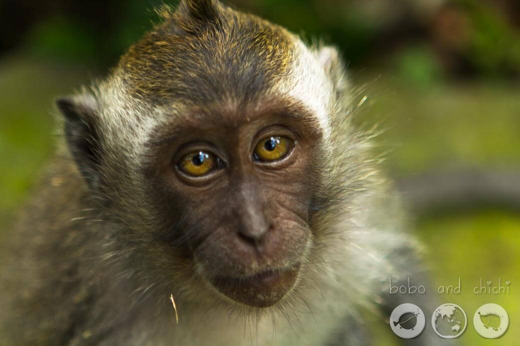 Sacred Monkey Forest in Ubud