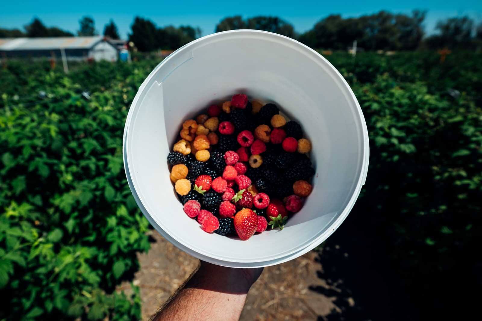 Picking Berries at Ahtanum Berry Patch