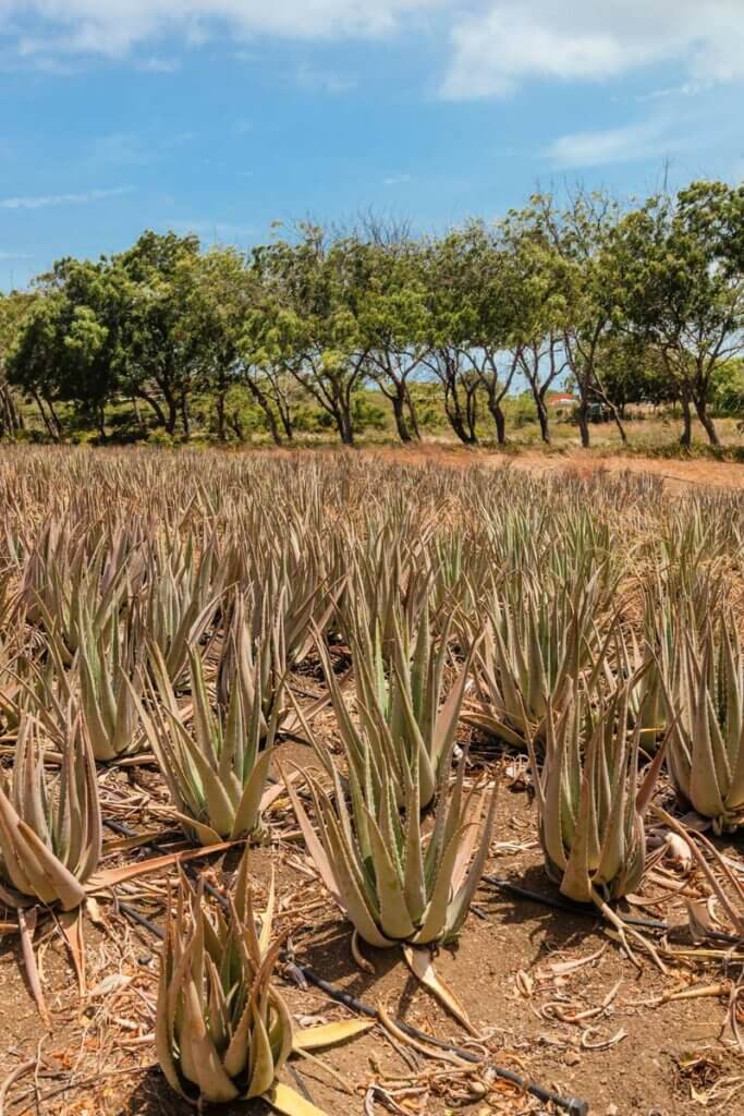 Aloe-Farm-in-Curacao