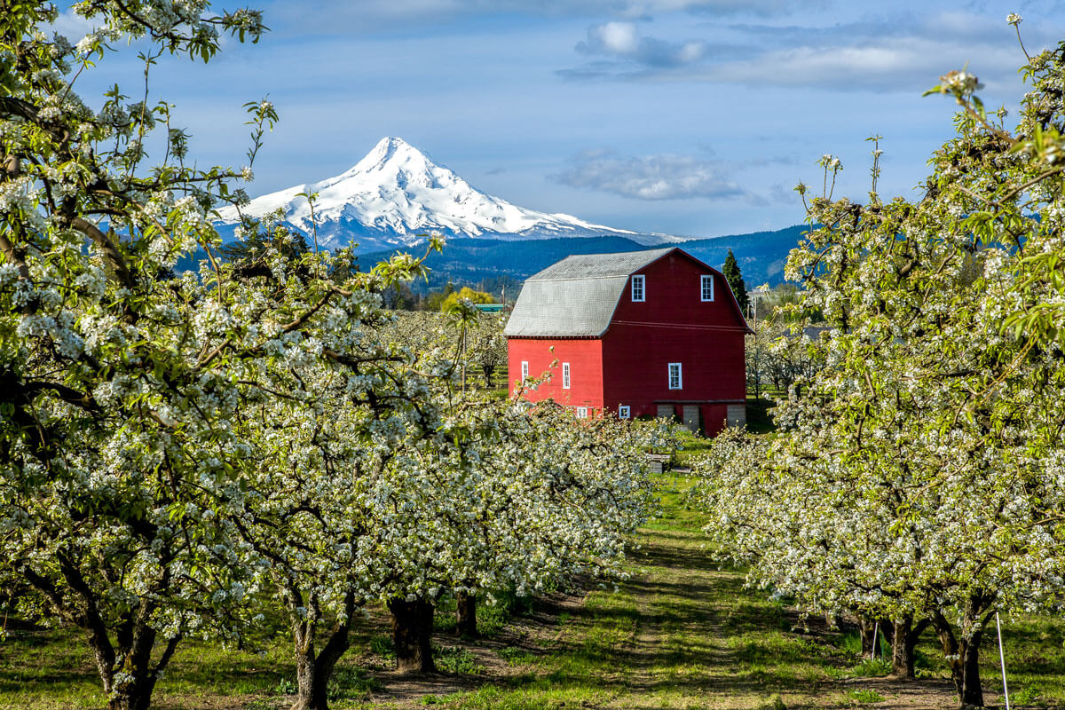 Along-the-Fruit-Loop-farms-in-Hood-River-with-a-view-of-Mount-Hood-in-the-background-in-Oregon