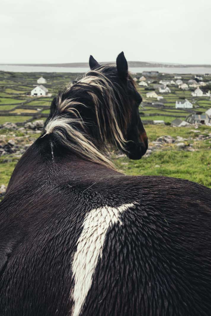 Horse Looking at the view of Inisheer