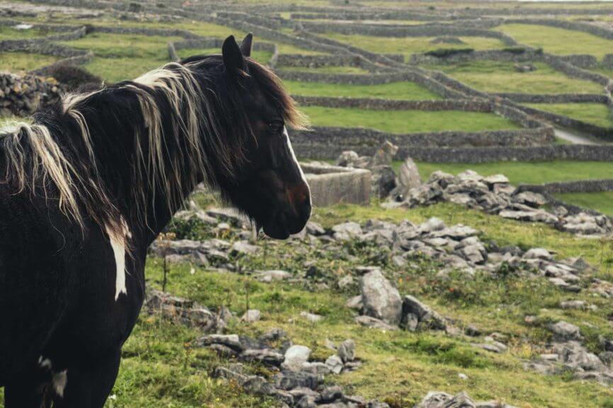 Horse-looking-at-fences-on-Inisheer-Aran-Islands