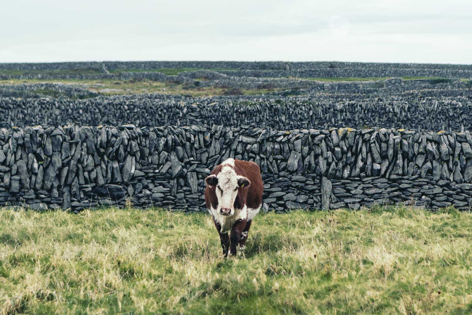 Cow at Aran Islands on Inisheer Ireland
