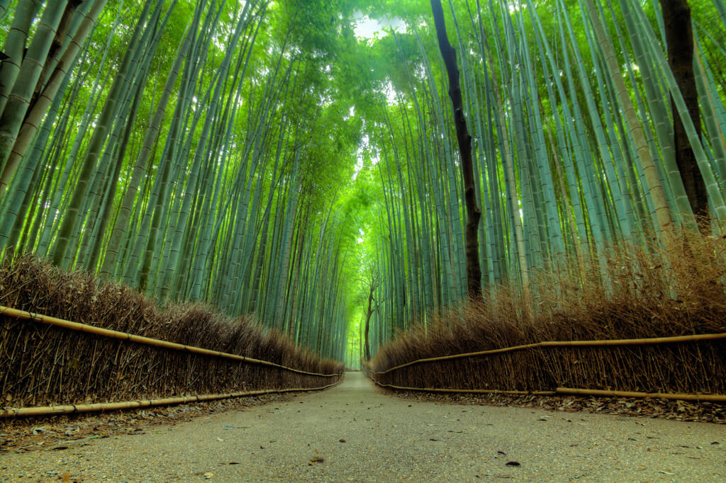 Shot from ground up of Arashiyama Bamboo Forest