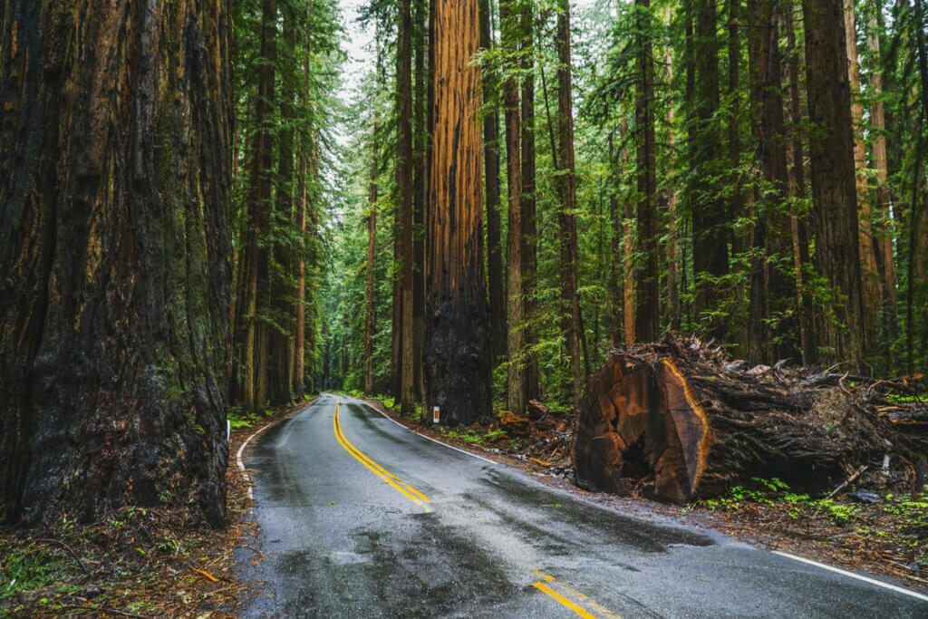 Avenue-of-the-Giants-in-Humboldt-Redwoods-State-Park-in-Northern-California