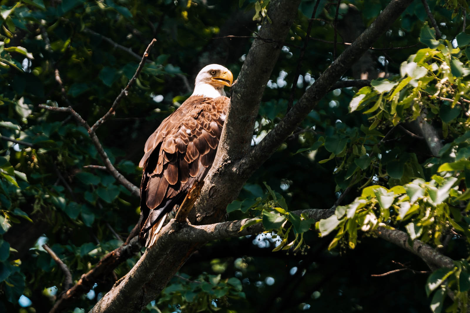 Bald Eagle sighting along the Delaware River in Narrowsburg New York