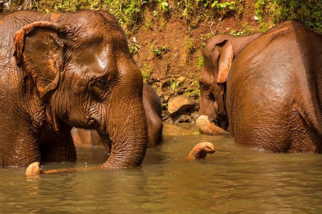 Bath-Time-for-Elephants