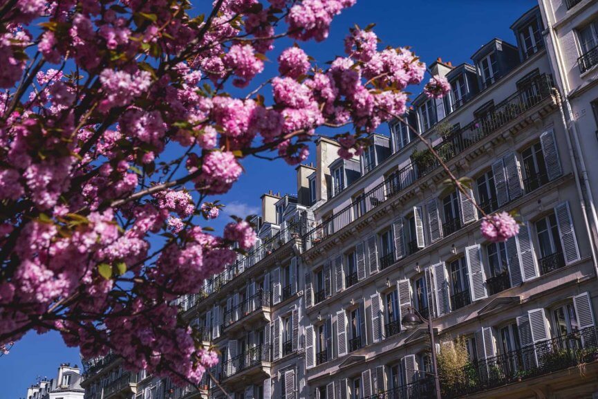 Beautiful bloom and building in Le Marais Paris