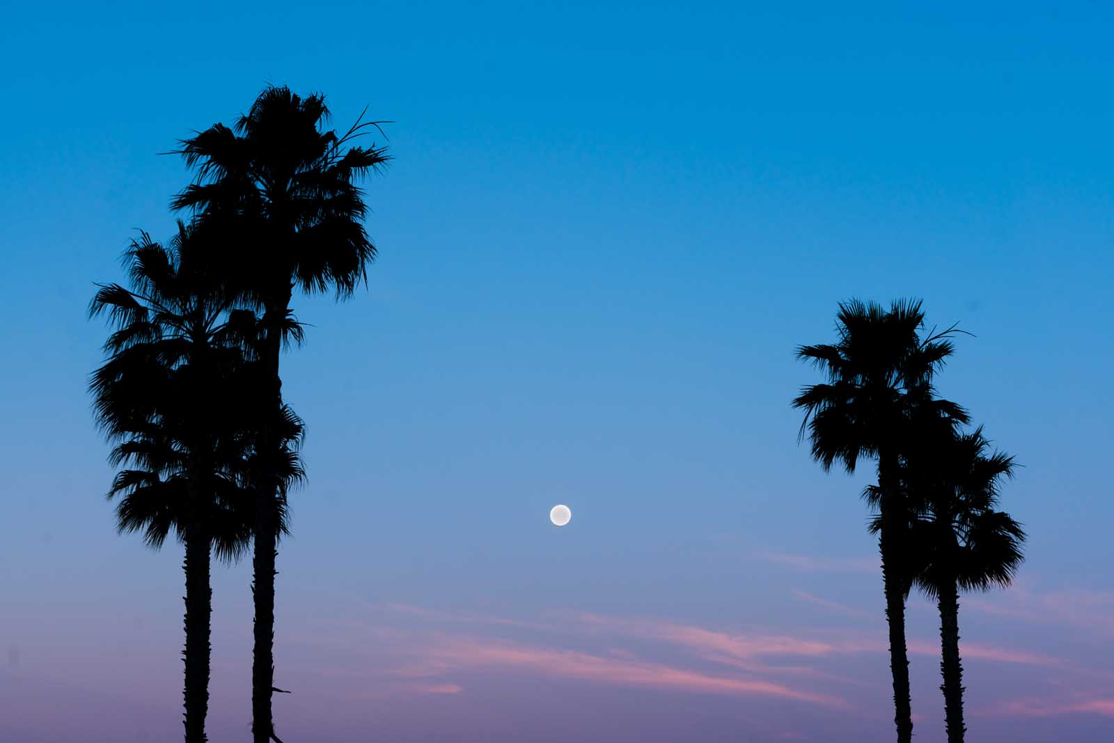 Moon at sunrise in Laguna Beach with Palm Trees
