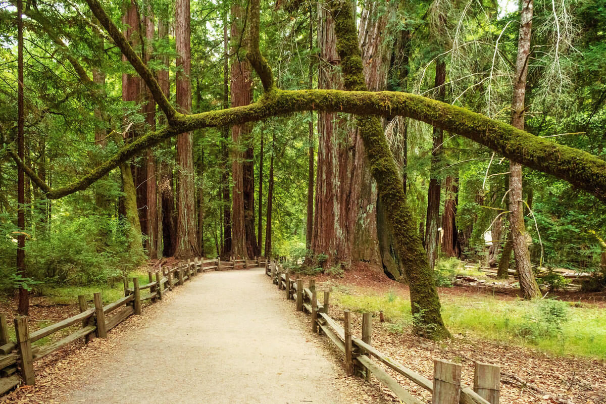 Big-Basin-Redwoods-State-Park-in-Northern-California