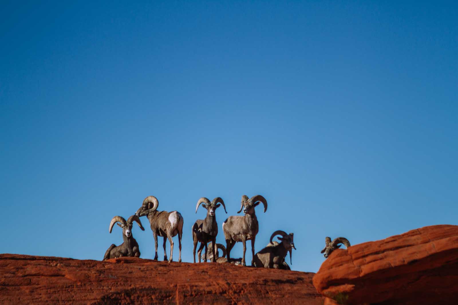 Big horns on red rocks at Valley of Fire State Park