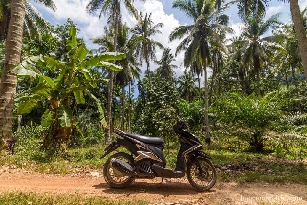 Motorbike and palm trees