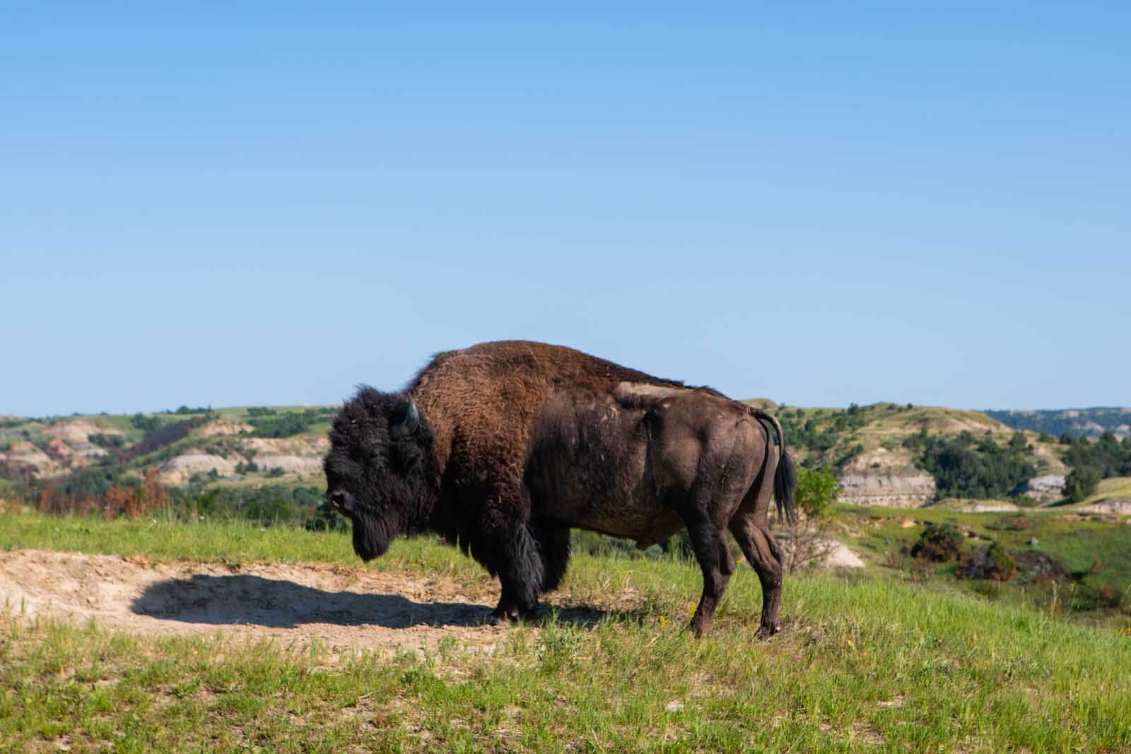 Bison in Theodore Roosevelt National Park North Unit in North Dakota