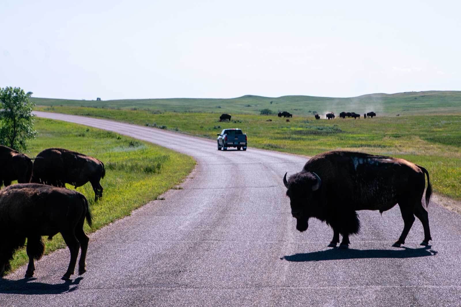 Bison on the road at Theodore Roosevelt National Park North Unit