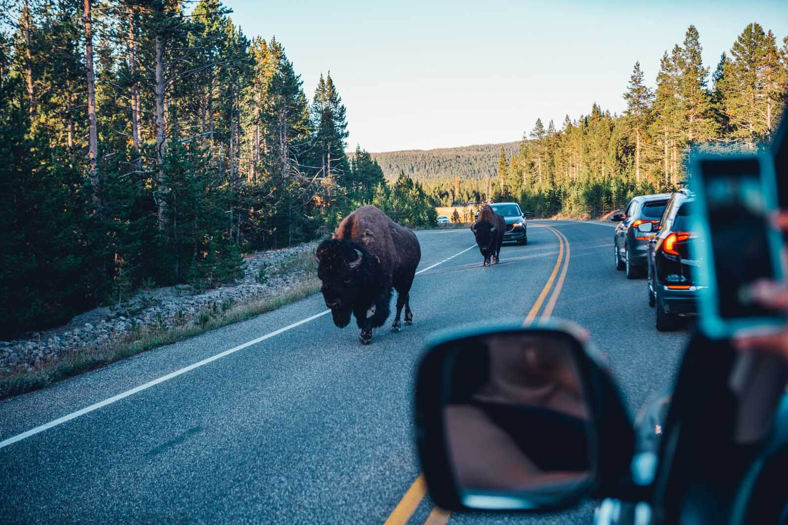 Bison walking right down the road in Yellowstone National PArk