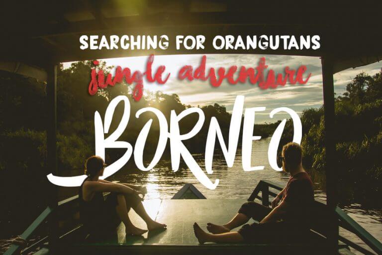 Borneo Jungle