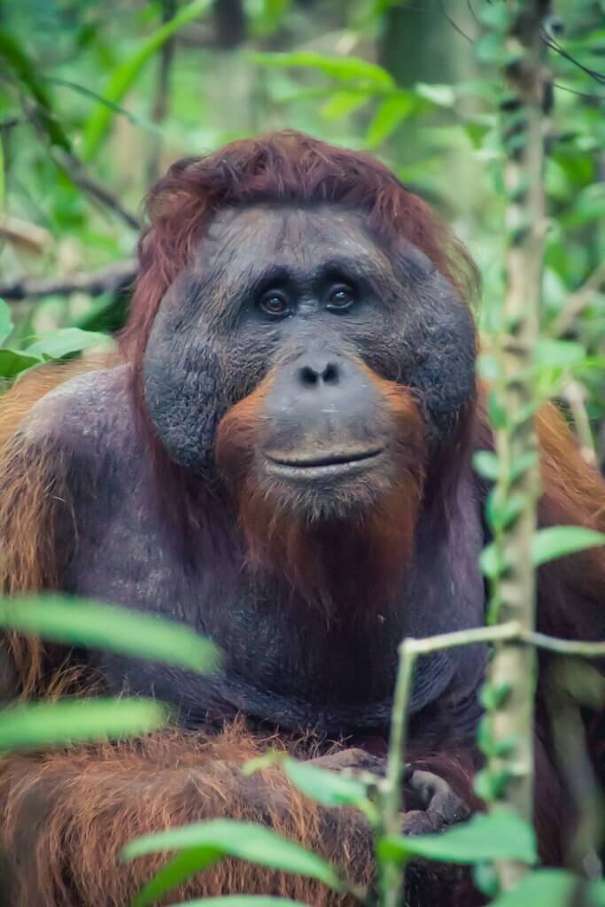 a nice portrait of a male orangutan in Borneo Indonesia