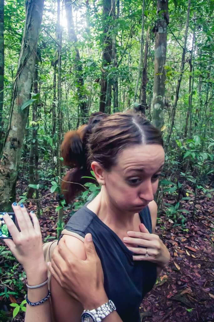 A male orangutan getting too close for comfort to Megan at a feeding station in Borneo