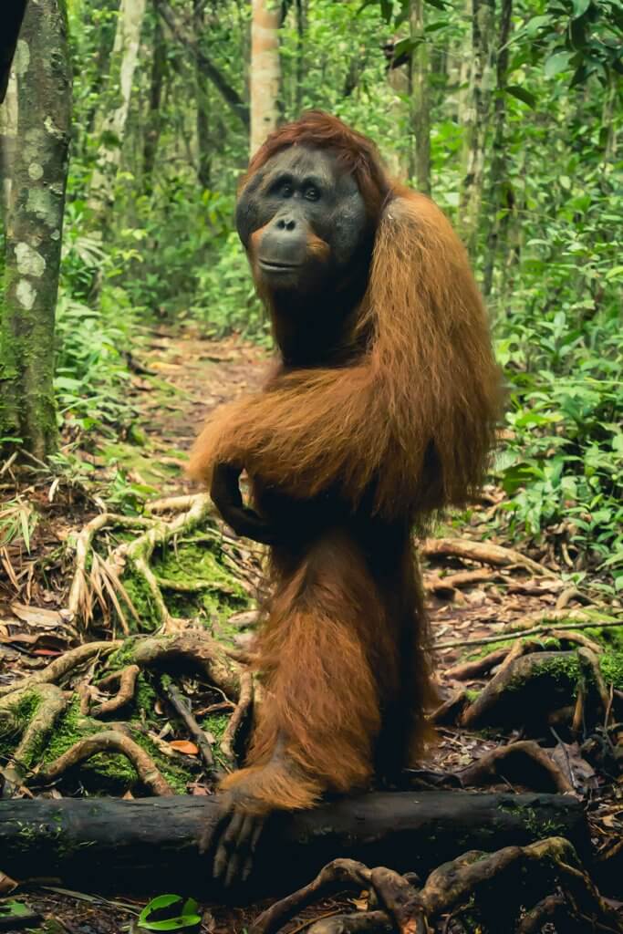 This beautiful female orangutan is showing us the way to the feeding station in Borneo Indonesia