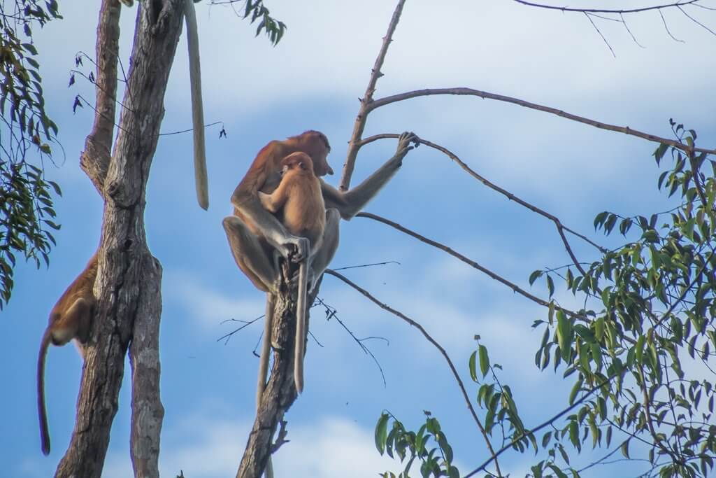 The probiscous monkeys in a tree as our boat passes