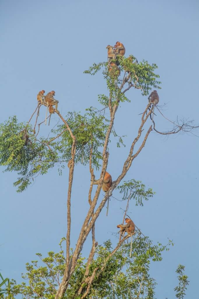 Tons of probiscus monkeys in a tree from our boat in Borneo Indonesia