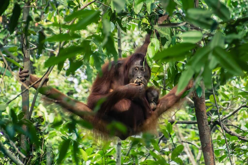 This mom and baby orangutan putting on a show for us in Borneo