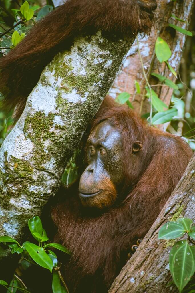 An orangutan is looking away while sitting in a tree in Borneo