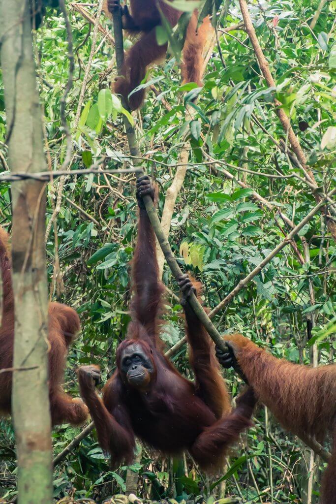 A few of the orangutans showing us the lay of the land from the trees in Borneo