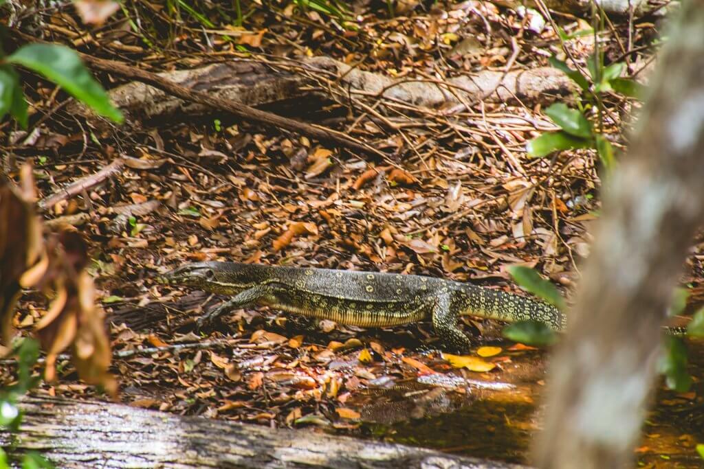 A monitor lizard sighting from our boat in Borneo Indonesia